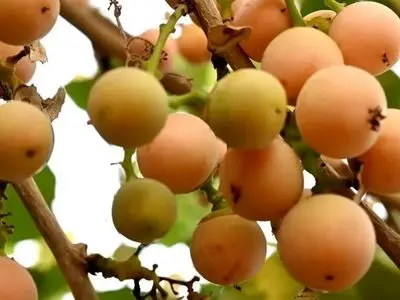 جایگزین گیاهی و طبیعی برای دیفن هیدرامین: معرفی یک میوه خاص