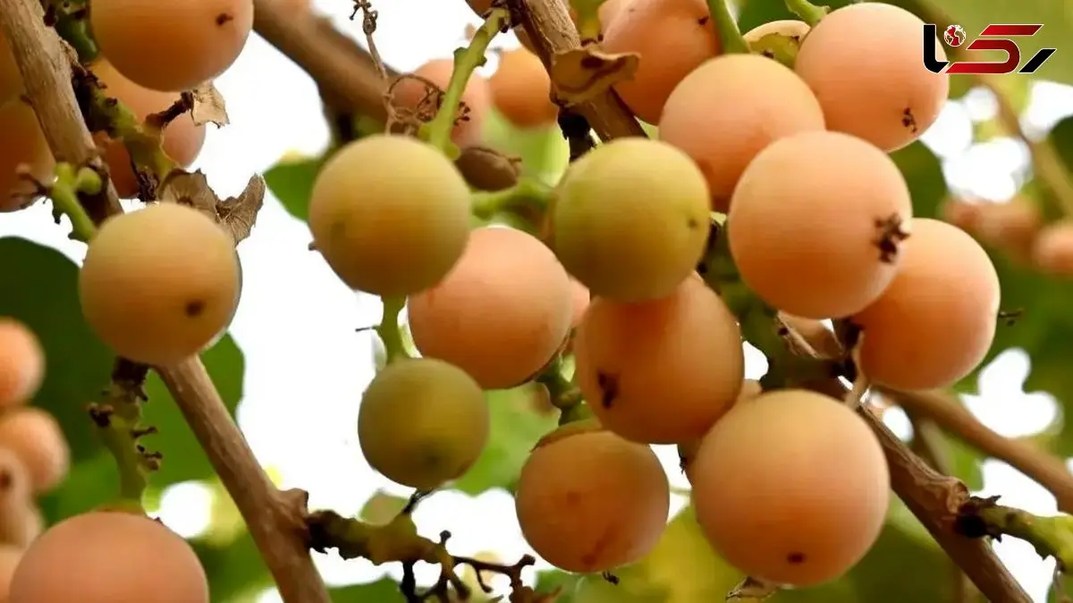 جایگزین گیاهی و طبیعی برای دیفن هیدرامین: معرفی یک میوه خاص