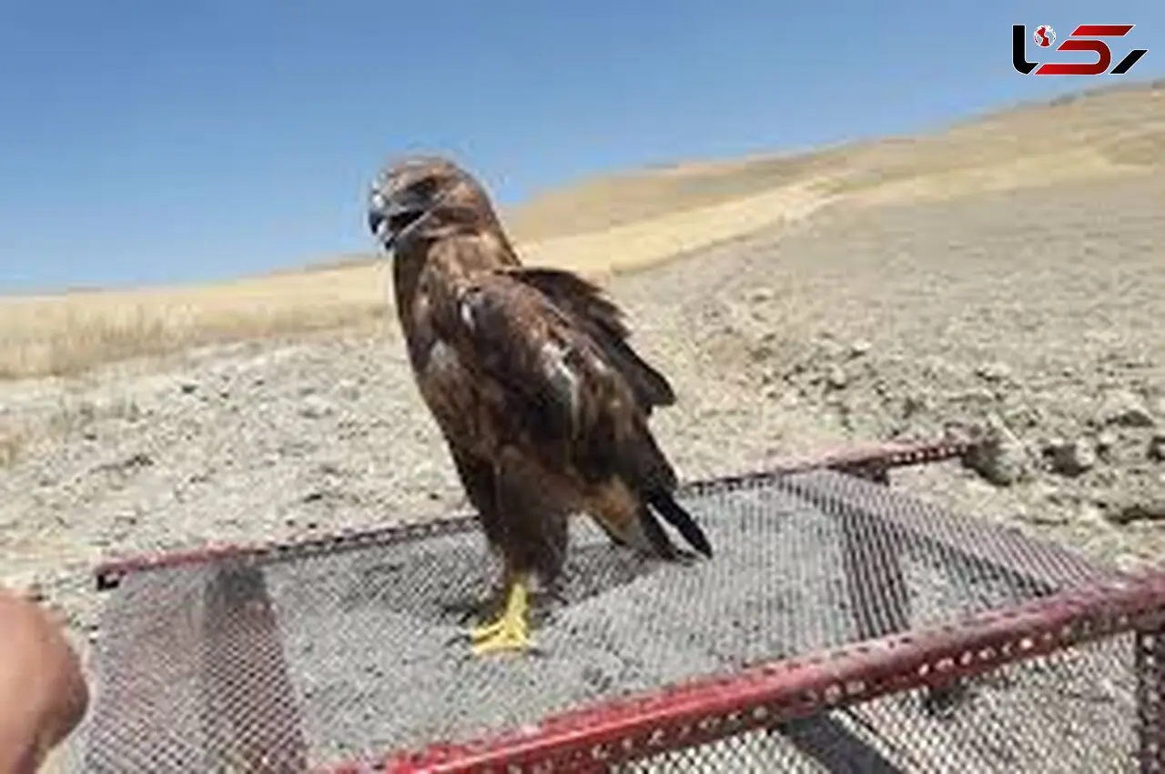 نجات یک بهله پرنده شکاری در روستای فایندر خواف