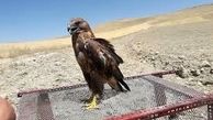نجات یک بهله پرنده شکاری در روستای فایندر خواف