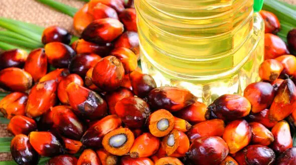 تطهیر مضرات روغن پالم ازسوی سودجویان /روغن پالم بوی رانت می دهد