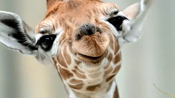 از واکنش بچه آهو به صدای مادرش تا زرافه ای که تلاش  برای زنده ماندن می کند