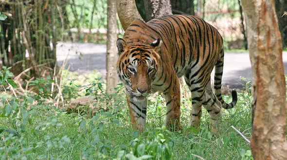 8 ببر باغ وحش مشهد کشته شدند! + جزییات تکاندهنده