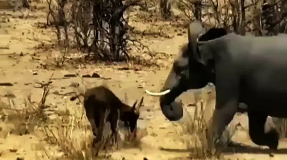 نبرد مرگبار فیل با بوفالو بر سر قلمرو + فیلم