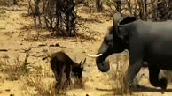 نبرد مرگبار فیل با بوفالو بر سر قلمرو + فیلم