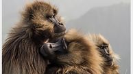 عکس میمون ها در سردترین ارتفاع
