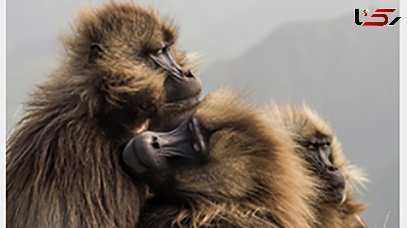 عکس میمون ها در سردترین ارتفاع
