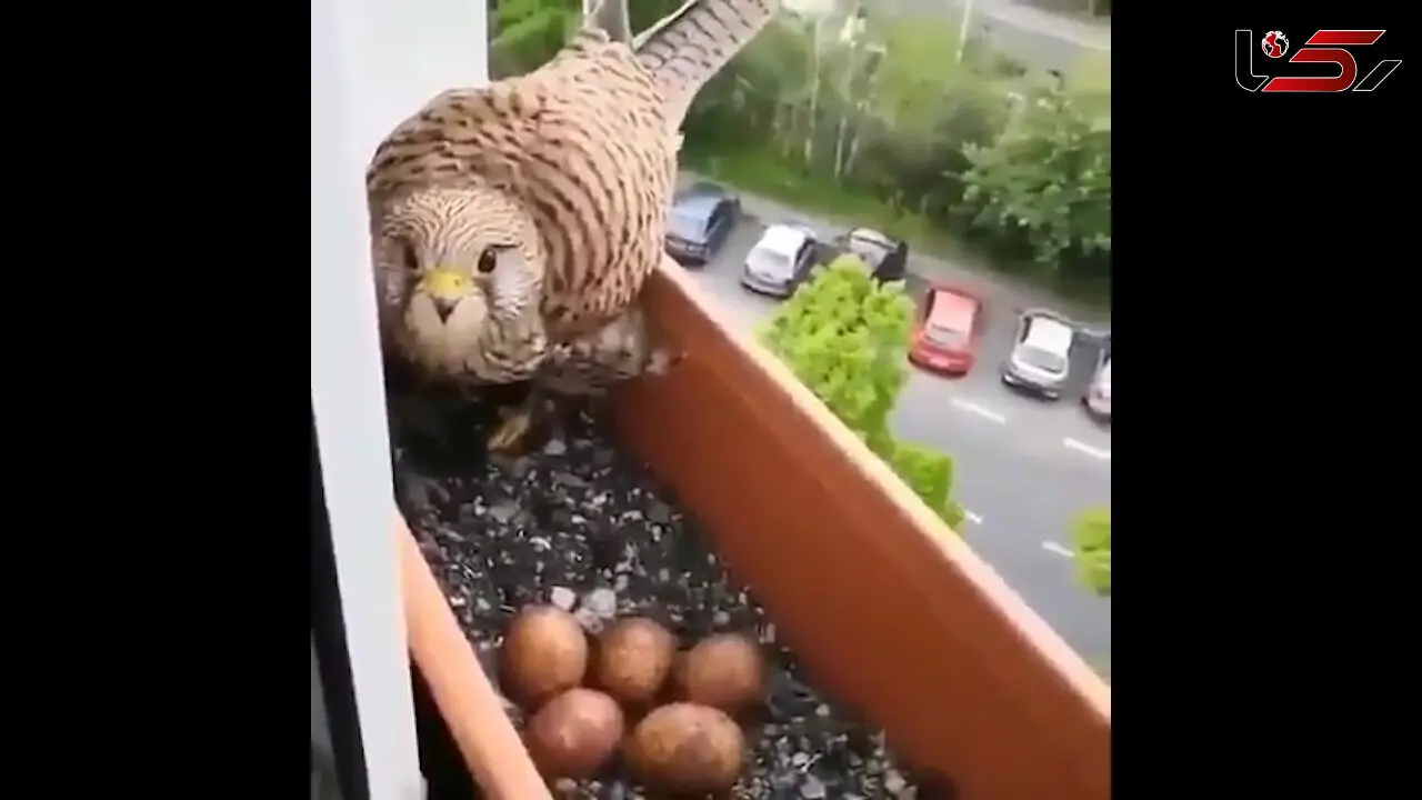 همسایگی شاهین و تخم هایش با انسان + فیلم