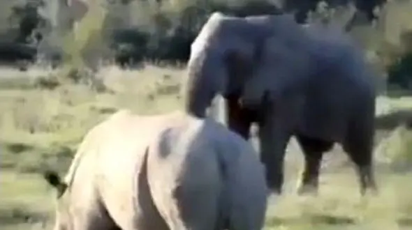 شگرد فیل باهوش برای مبارزه نکردن با کرگدن خشمگین! + فیلم