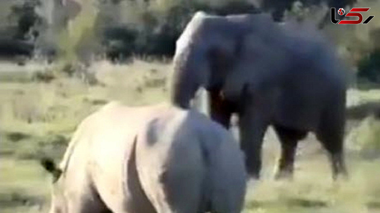 شگرد فیل باهوش برای مبارزه نکردن با کرگدن خشمگین! + فیلم