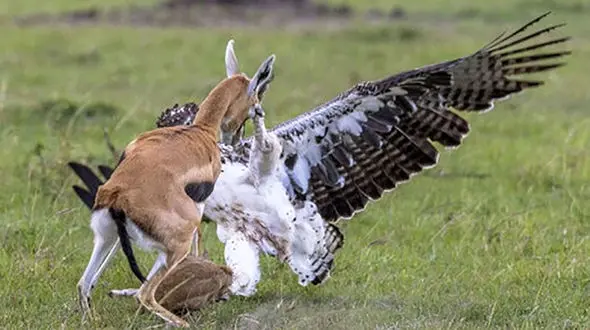 بچه آهو جلوی چشمان مادرش شکار شد + فیلم
