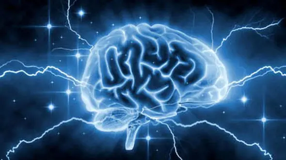 آیا کله گنده ها باهوش ترند ؟