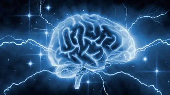 آیا کله گنده ها باهوش ترند ؟