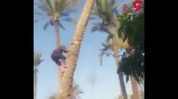 انتقام گرفتن درخت نخل از مردی که قصد قطع آن را داشت + فیلم