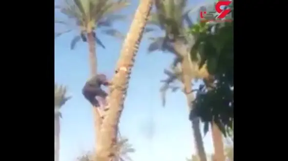انتقام گرفتن درخت نخل از مردی که قصد قطع آن را داشت + فیلم