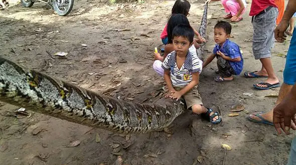 مبارزه وحشتناک مرد اندونزیایی با مار پیتون7 متری +تصاویر