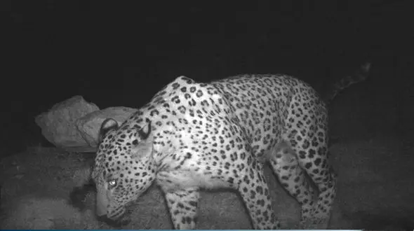 جولان پلنگ ایرانی در دریاچه ارومیه / او چه حیوانی شکار می کند ؟ + عکس ها