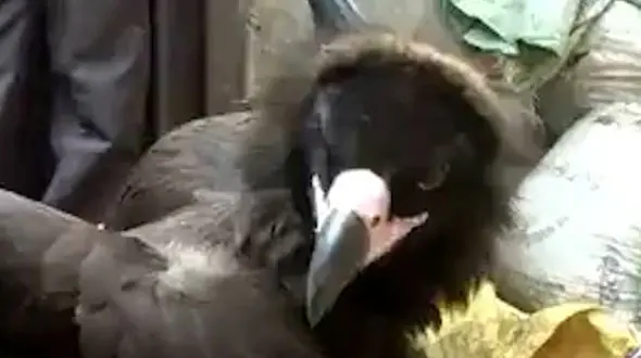 فیلم کرکس غول پیکر با بال هایی بیش از ۴ متر