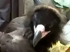 فیلم کرکس غول پیکر با بال هایی بیش از ۴ متر