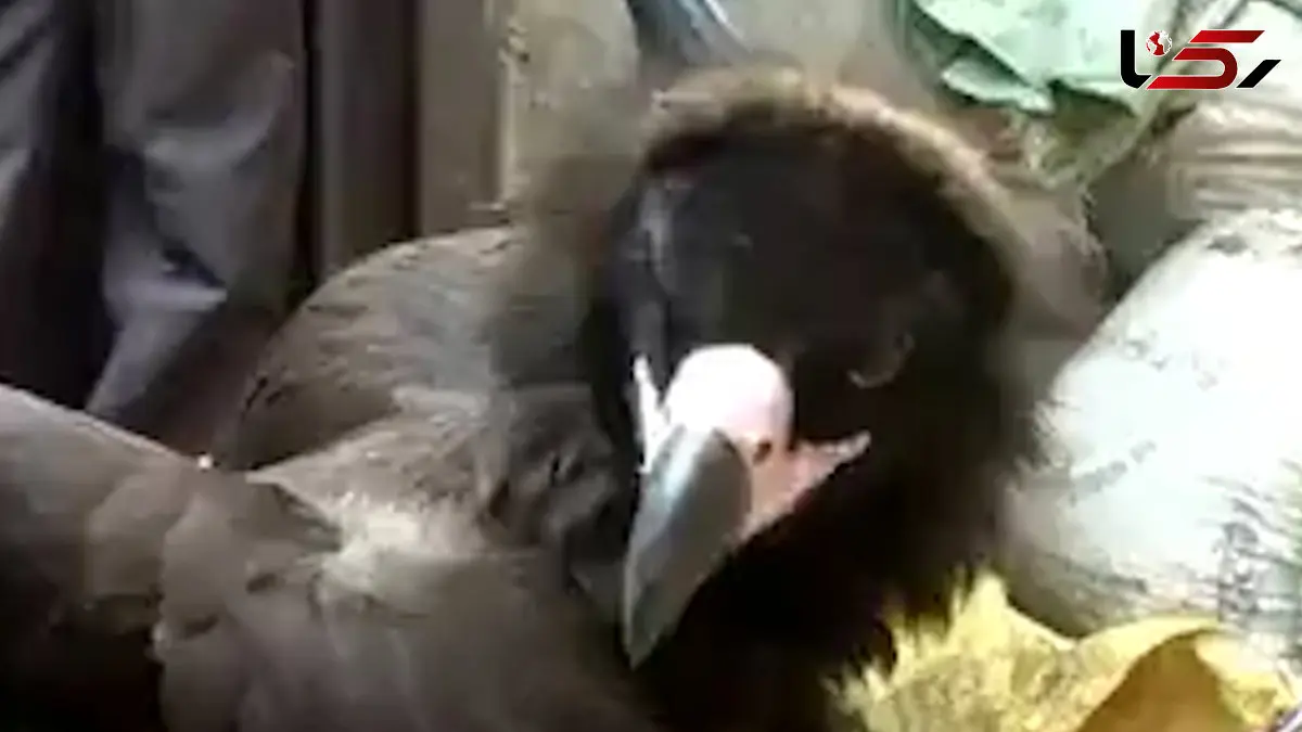 فیلم کرکس غول پیکر با بال هایی بیش از ۴ متر