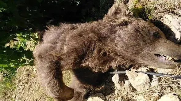 مجازات مسببین مرگ خرس مادر در ایذه / توله خرس ها را ربودند