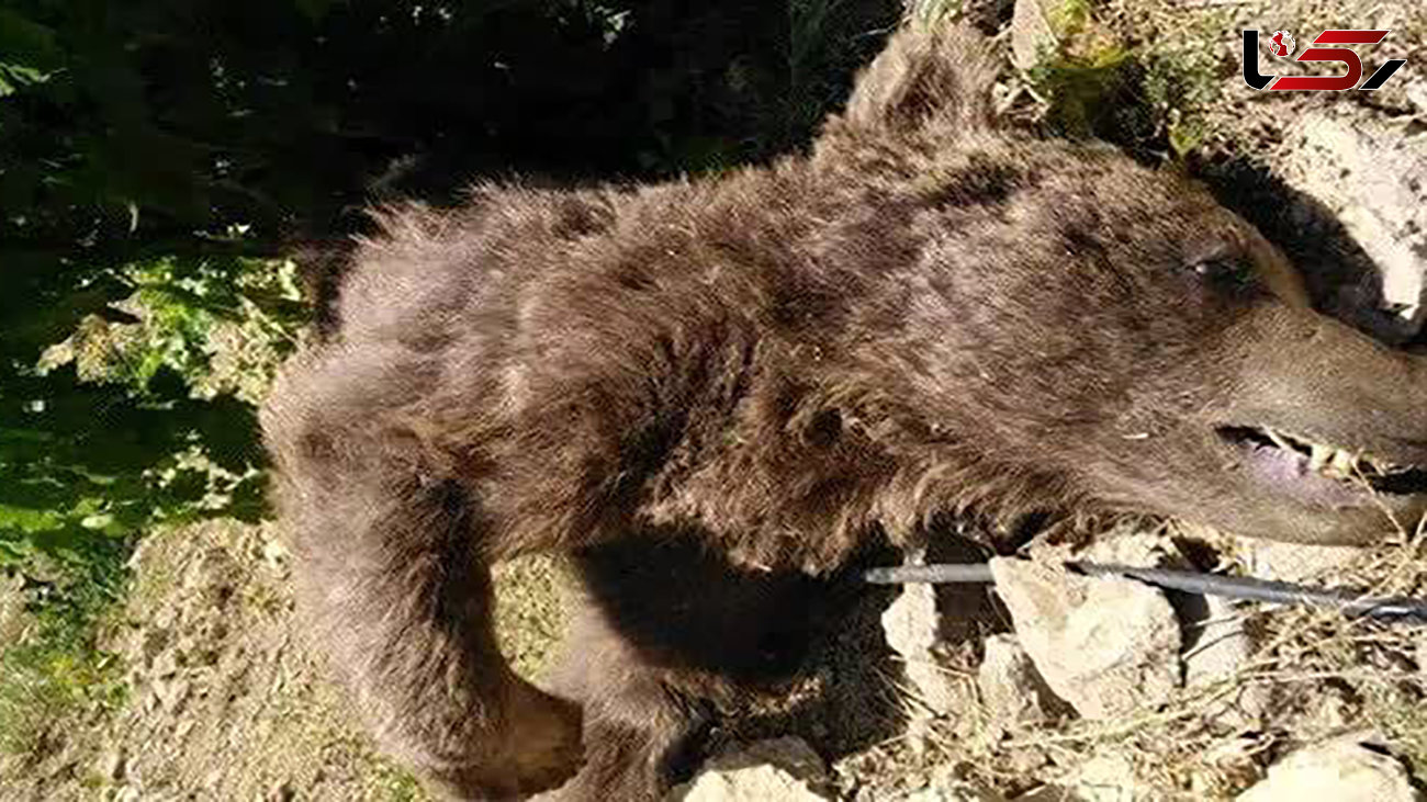 مجازات مسببین مرگ خرس مادر در ایذه / توله خرس ها را ربودند