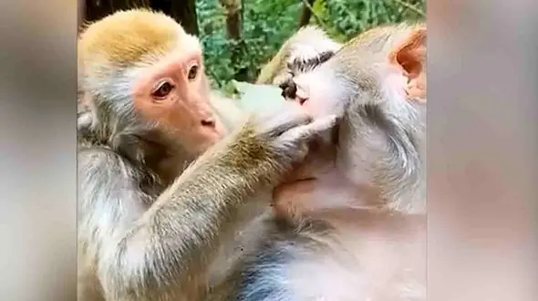 میمون‌ چشم پزشک چطور کار می کند؟ + فیلم