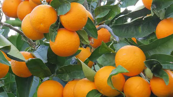 تماشای فوتبال با پرتقال های شمال 