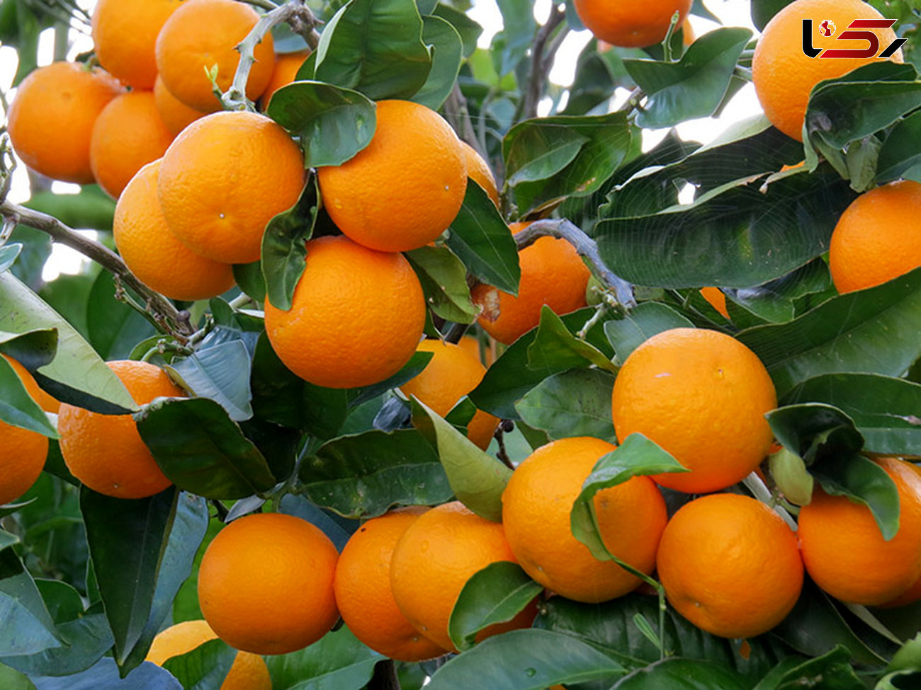 آغاز صادرات پرتقال از ۱۵ روز دیگر