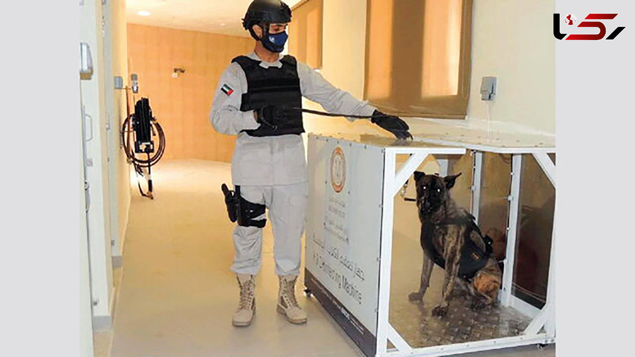 استخدام سگ های کرونایاب در فرودگاه ابوظبی