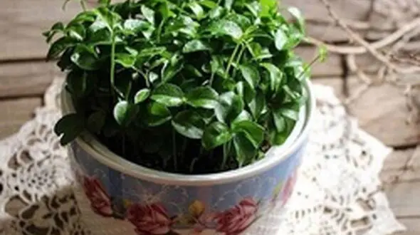 طرز کاشت سبزه شنبلیله برای عید نوروز