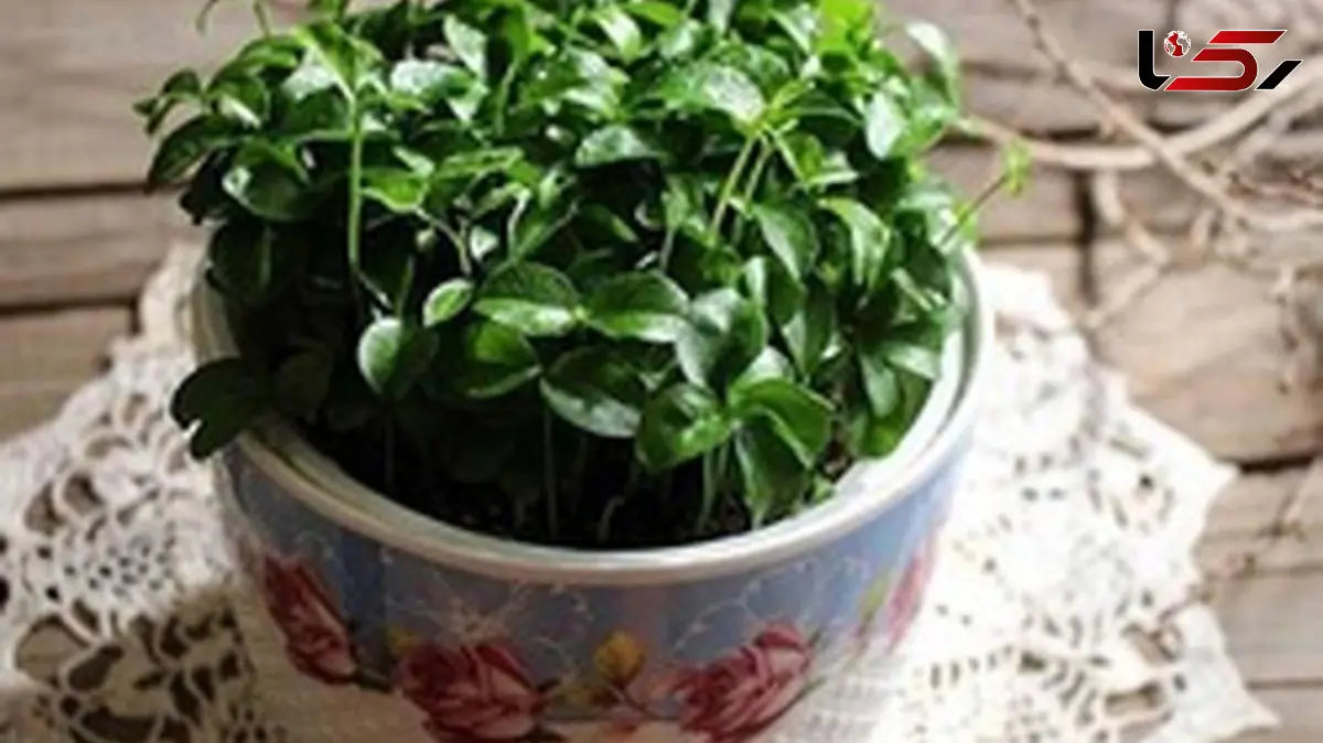 طرز کاشت سبزه شنبلیله برای عید نوروز