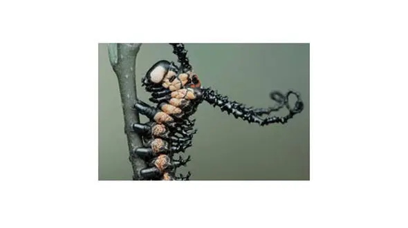 10 حشره کمیاب و عجیب در دنیای طبیعت!