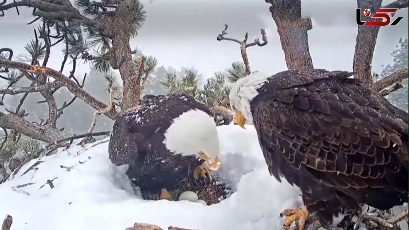 ببینید / انتظار دو عقاب سرسفید در لانه برفی برای تولد جوجه‌ها + فیلم احساسی