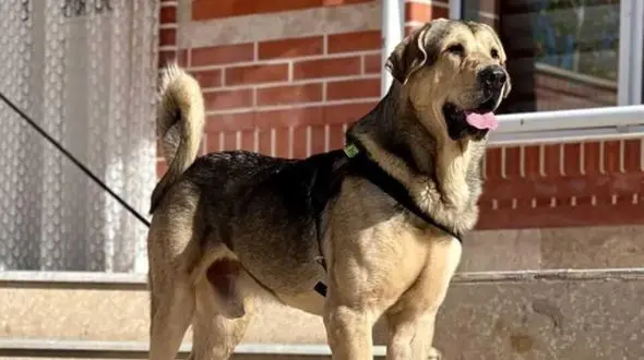 سگ غول‌پیکر ایرانی با قدمتی ۵۰۰۰ ساله / آیا پژدر ترسناک‌ترین سگ جهان است؟+ عکس