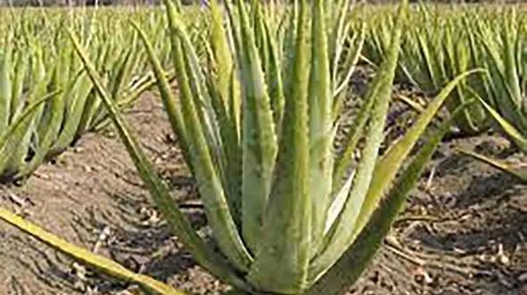 سالیانه 150 تن آلوئه ورا در شهرستان اسدآباد تولید می شود