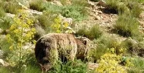 مشاهده خرس قهوه‌ای در تنگه واشی فیروزکوه / ثبت تصویری از گونه ارزشمند حیات وحش