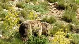 مشاهده خرس قهوه‌ای در تنگه واشی فیروزکوه / ثبت تصویری از گونه ارزشمند حیات وحش