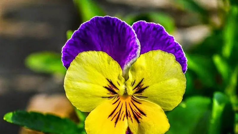 گل بهاری بنفشه پنسی