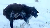 فیلم گرگ و گوسفند ایستاده یخ زدند و مردند !  / سرمای منفی 50 درجه را ببینید !