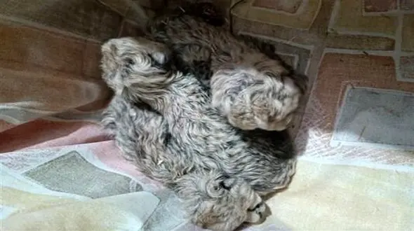 در تعیین جنسیت توله یوزها "اشتباه" نکردیم، "عجله" کردیم / تلاش می کنیم در دفعات بعد کاستی نداشته باشیم 