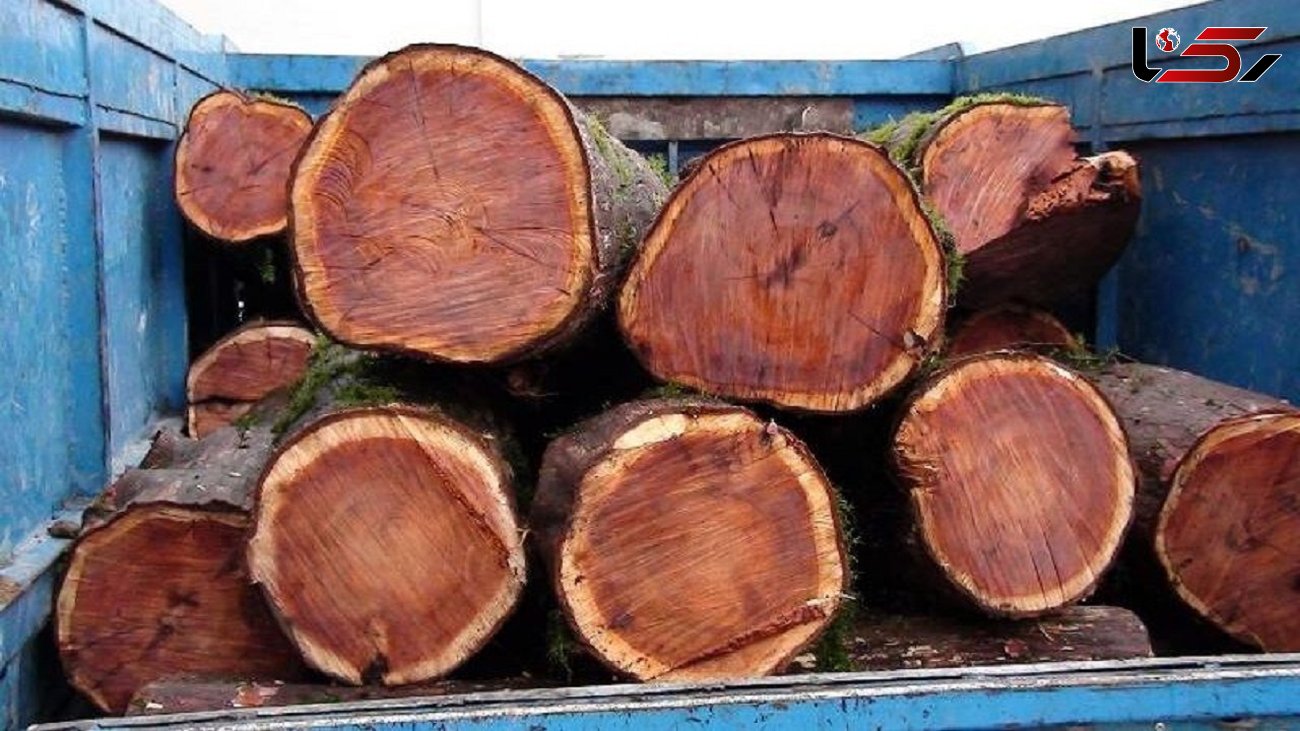 کشف 3 تن چوب جنگلی قاچاق در میاندورود