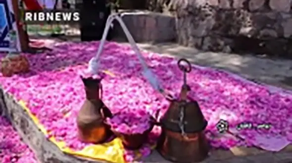 برگزاری جشنواره‌ اشک گل سرخ در نیاسر کاشان + فیلم