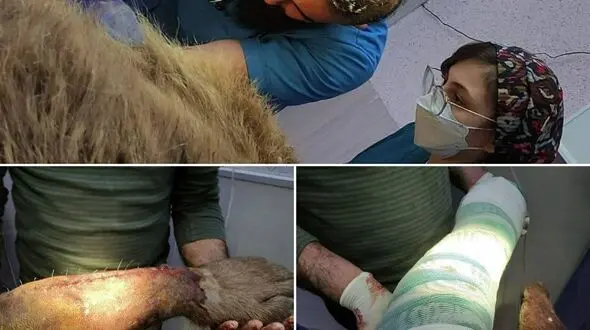 آخرین وضعیت جسمانی خرس قهوه‌ای آسیب دیده در کرمانشاه