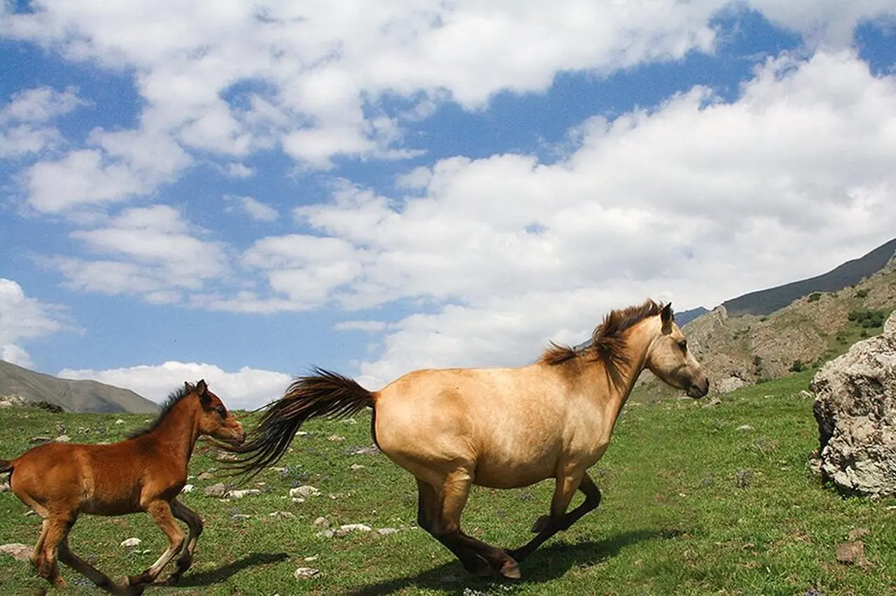 سفری به تابستان متفاوت چالوس؛ تصاویر تماشایی از طبیعت کوهستانی