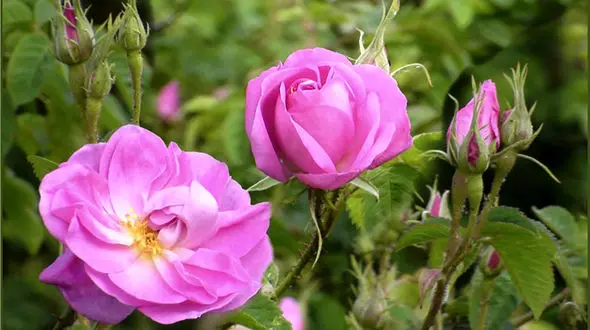 گل محمدی ضد افسردگی است