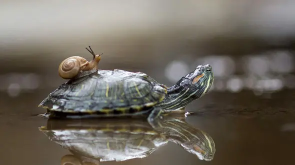  سواری کردن مجانی حلزون آب زیرکاه روی یک لاک پشت +تصاویر