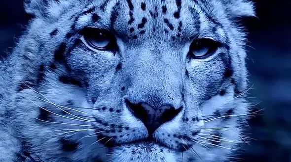 از حمله گروهی شیر ها به گور خر تا آب تنی خرس در دریاچه سبلان 