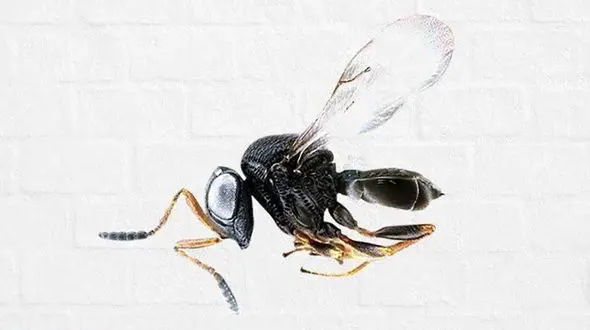 ۱۴ هزار زنبور سامورایی در طبیعت رها شدند! 