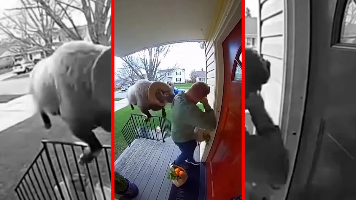 فیلم حمله سرعتی قوچ به مرد